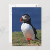 Skomer Island Puffins Postkarte (Vorne/Hinten)
