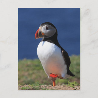Skomer Island Puffins Postkarte