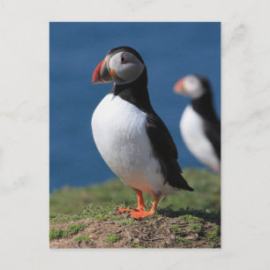 Skomer Island Puffins Postkarte