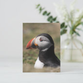 Skomer Island Puffins Postkarte (Stehend Vorderseite)