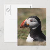 Skomer Island Puffins Postkarte (Vorne/Hinten)