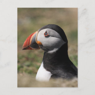 Skomer Island Puffins Postkarte