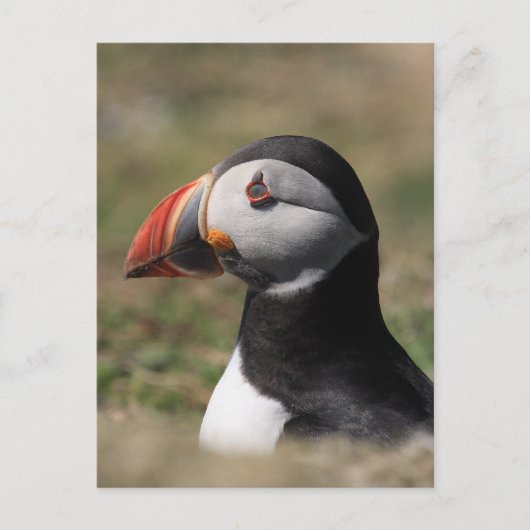 Skomer Island Puffins Postkarte (Vorderseite)