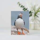Skomer Island Puffins Postkarte (Stehend Vorderseite)