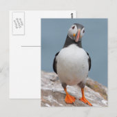 Skomer Island Puffins Postkarte (Vorne/Hinten)