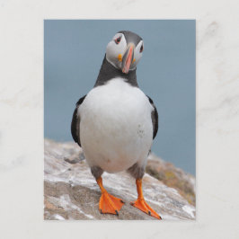 Skomer Island Puffins Postkarte