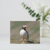 Skomer Island Puffins Postkarte (Stehend Vorderseite)