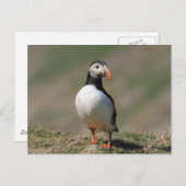 Skomer Island Puffins Postkarte (Vorne/Hinten)