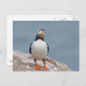 Skomer Island Puffins Postkarte (Vorne/Hinten)