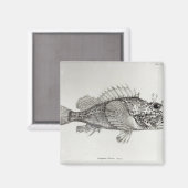 Skorpion Fish Magnet (Vorderseite/Rückseite)