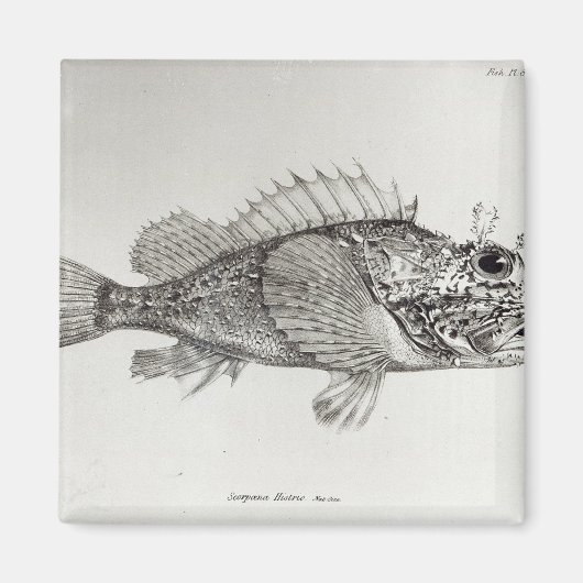 Skorpion Fish Magnet (Vorne)