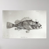 Skorpion Fish Poster (Vorne)