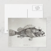 Skorpion Fish Postkarte (Vorne/Hinten)