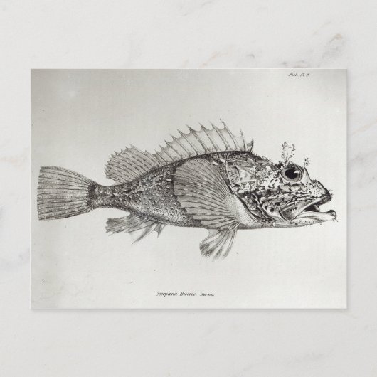 Skorpion Fish Postkarte (Vorderseite)
