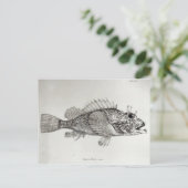 Skorpion Fish Postkarte (Stehend Vorderseite)