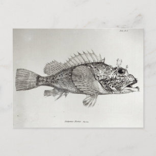 Skorpion Fish Postkarte