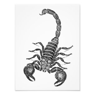 Skorpion-Illustration aus der viktorianischen Zeit Fotodruck