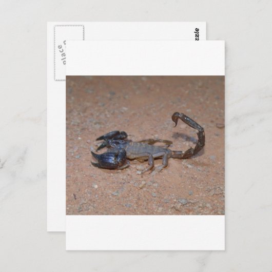 Skorpion Postkarte (Vorne/Hinten)