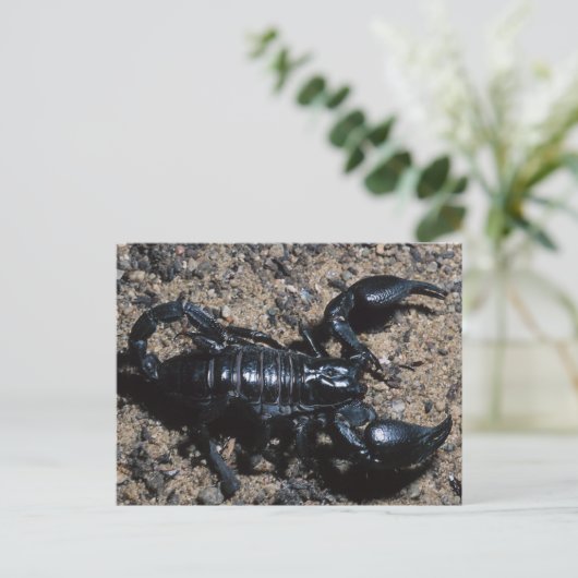 Skorpion Postkarte (Stehend Vorderseite)