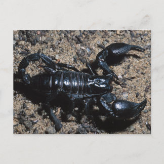 Skorpion Postkarte
