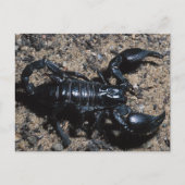 Skorpion Postkarte (Vorderseite)