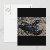 Skorpion Postkarte (Vorne/Hinten)
