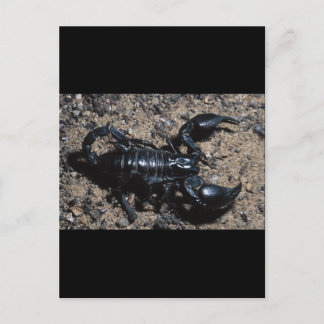 Skorpion Postkarte