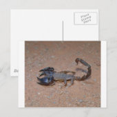 Skorpion Postkarte (Vorne/Hinten)