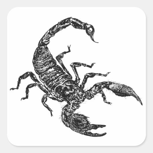 Skorpion Quadratischer Aufkleber (Vorderseite)