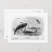 Skorpione-Kunst Postkarte (Vorne/Hinten)