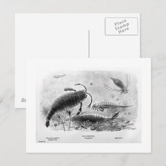 Skorpione-Kunst Postkarte (Vorne/Hinten)