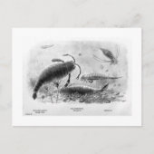 Skorpione-Kunst Postkarte (Vorderseite)