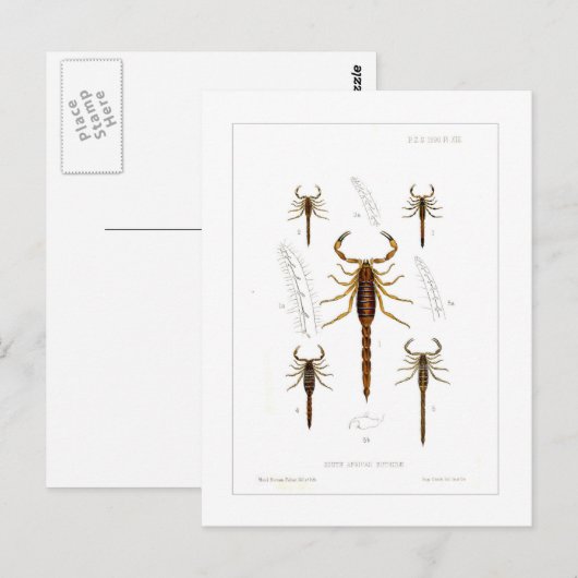 Skorpione Postkarte (Vorne/Hinten)