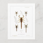 Skorpione Postkarte (Vorderseite)