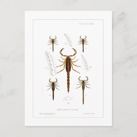 Skorpione Postkarte (Vorderseite)