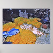 Skorpionfisch auf Gelbschwamm Poster (Vorne)