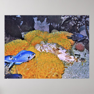 Skorpionfisch auf Gelbschwamm Poster