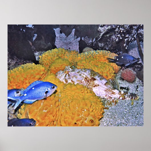 Skorpionfisch auf Gelbschwamm Poster (Vorne)