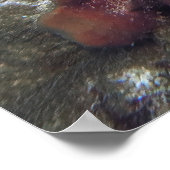 Skorpionfisch im Schwamm Poster (Ecke)