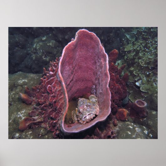 Skorpionfisch im Schwamm Poster (Vorne)