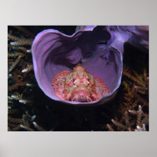 Skorpionfisch in einer Schüssel Poster