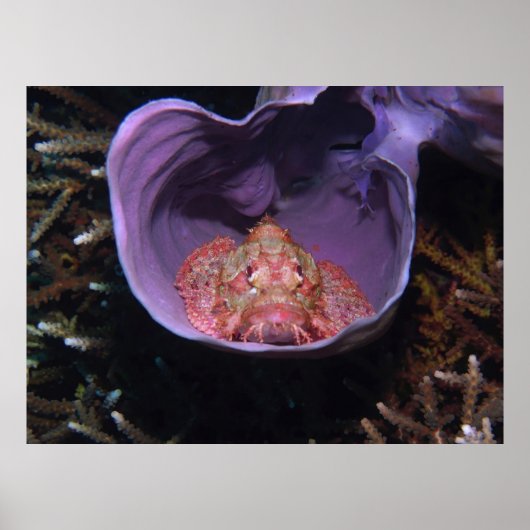 Skorpionfisch in einer Schüssel Poster (Vorne)