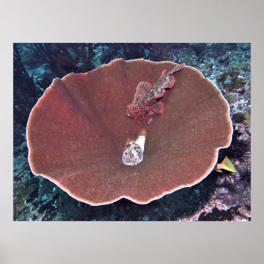 Skorpionfisch in einer Schüssel Poster (Vorne)