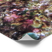 Skorpionfisch Nah Poster (Ecke)