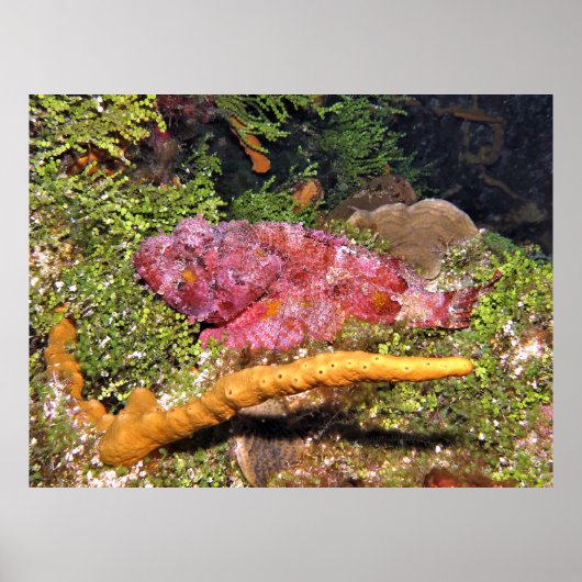Skorpionfisch-Verstecken Poster (Vorne)