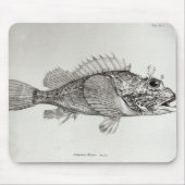 Skorpions-Fische Mousepad (Vorne)