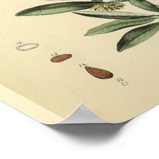 Skull Knochen Anatomie Kräuterkunst Print Poster (Ecke)