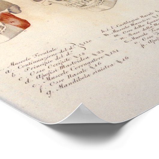 Skull Muskeln Jaw Anatomie Drucken Französisch Poster (Ecke)