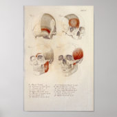 Skull Muskeln Jaw Anatomie Drucken Französisch Poster (Vorne)