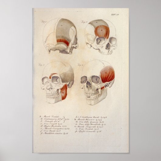 Skull Muskeln Jaw Anatomie Drucken Französisch Poster (Vorne)
